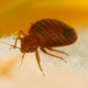 Image for article titled Tips For Treating A Bed Bug Infestation
